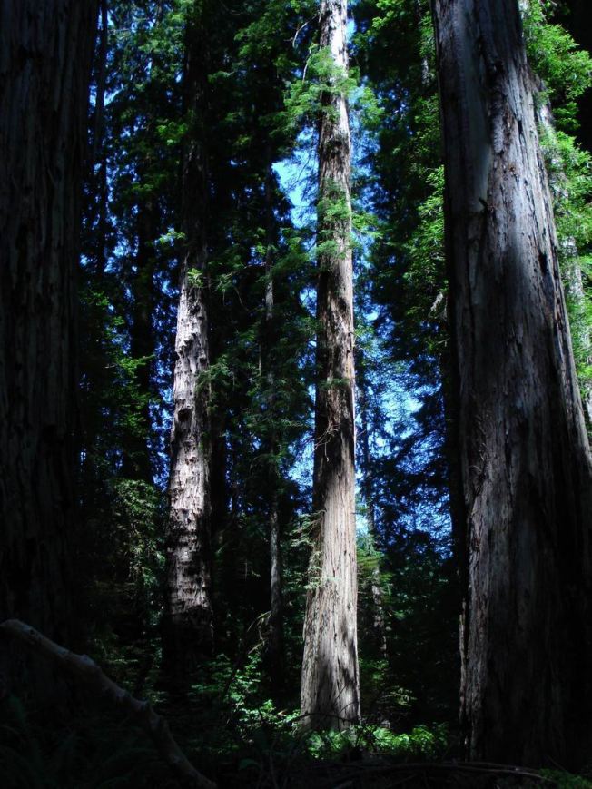 Redwoods Holding the Frequency of our Pristine Origins