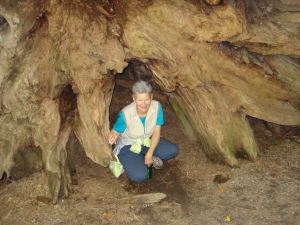 Alia inside Root System of Fallen Redwood