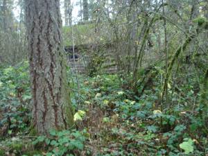 Cabin in the Woods -- Part of our New Forested Landscape
